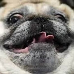 Meet your Posher, Bella